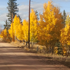 Elkhorn Ranch Orange Aspens