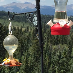 Elkhorn Ranch Lone Bird